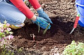 PLANTING A ROSE - BACK FILLING