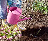 WATERING A NEWLY PLANTED ROSE