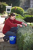 TRIMMING BUXUS HEDGERestriction:( English Speaking Territories Only)