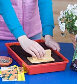 TAMPING DOWN MARIGOLD SEEDS