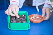 PLACING NASTURTIUM SEEDS INTO COIR MODULES