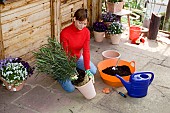 RE-POTTING NERIUM OLEANDER