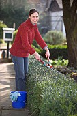 TRIMMING BUXUS HEDGERestriction:( English Speaking Territories Only)