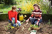 PLANTING LETTUCE SEEDLINGS