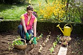 PLANTING LETTUCE SEEDLINGS