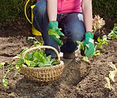 PLANTING SALAD LEAVES