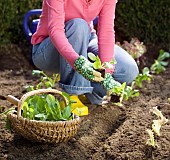 PLANTING LETTUCE SEEDLINGS