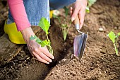 PLANTING SALAD LEAVES