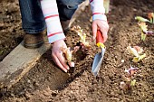 PLANTING LETTUCE SEEDLINGS