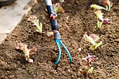 WEEDING WITH GARDENING CLAW