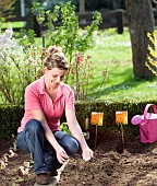 SOWING CARROT SEEDS