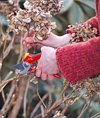 CUTTING BACK HYDRANGEA MACROPHYLLARestriction:( English Speaking Territories Only)