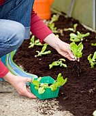 PLANTING SALAD LEAVES IN GREENHOUSE