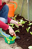 PLANTING SALAD LEAVES IN GREENHOUSE