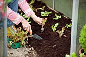 PLANTING LETTUCE SEEDLINGS IN GREENHOUSE