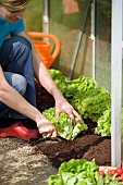 HARVESTING LETTUCES IN GREENHOUSE