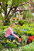 SOAKING PERENNIALS BEFORE PLANTING