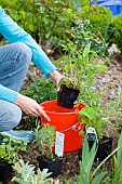 SOAKING PERENNIALS BEFORE PLANTING - BRUNNERA