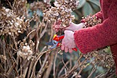 CUTTING BACK HYDRANGEA MACROPHYLLARestriction:( English Speaking Territories Only)