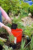 SOAKING PERENNIALS BEFORE PLANTING