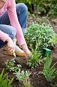 PLANTING PERENNIALS