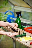 SOWING COURGETTE SEEDS