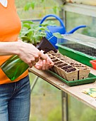 SPRAYING COURGETTE SEEDS