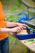 TAMPING DOWN COURGETTE SEEDS