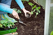 PLANTING CURBITA PLANTS IN GREENHOUSE