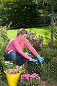 TIDYING THE AUTUMN GARDEN CUTTING BACK PERENNIALS