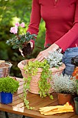 PLANTING WINTER CONTAINER IN AUTUMN,  ADDING CYCLAMEN