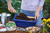 PLANTING SPRING CONTAINER IN THE AUTUMN, ADDING SOIL OVER BULBS