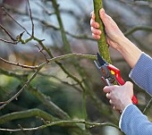 TREE PRUNINGRestriction:( English Speaking Territories Only)