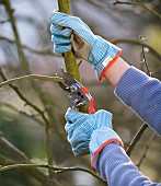 TREE PRUNINGRestriction:( English Speaking Territories Only)