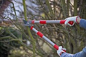 TREE PRUNINGRestriction:( English Speaking Territories Only)