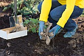 LIFTING TUBERS IN WINTER FOR STORAGE