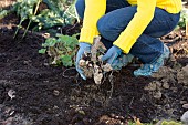 LIFTING TUBERS IN WINTER FOR STORAGE