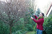 MAN LOPPING TREES IN WINTER.