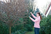 LADY LOPPING TREES IN WINTER