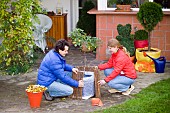 WINTER PROTECTION OF ROSE STANDARD USING BUBBLE WRAP, WITH A HURDLE MADE OF TWIGS AND LEAVES FOR INSULATION.