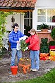 WINTER PROTECTION OF ROSE STANDARD WITH FLEECE. USING BUBBLE WRAP, AND A HURDLE MADE OF TWIGS AND ADDING LEAVES FOR INSULATION.