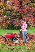 RAKING LEAVES IN FROM LAWN IN GARDEN