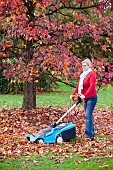 LADY COLLECTING FALLEN LEAVES WITH THE AID OF A LAWNMOWER