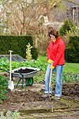 DIGGING OVER THE VEGETABLE BEDS IN WINTER