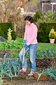 HARVESTING WINTER LEEKS IN THE VEGETABLE GARDEN.