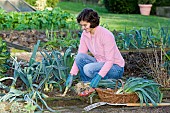 HARVESTING WINTER LEEKS IN THE VEGETABLE GARDEN.