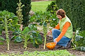 HARVESTING BRUSSEL SPROUTS