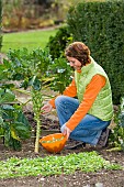 HARVESTING BRUSSEL SPROUTS