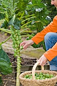 HARVESTING BRUSSEL SPROUTS