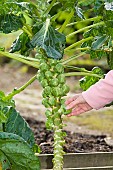 HARVESTING BRUSSEL SPROUTS